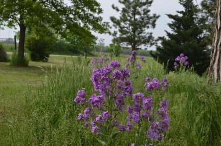 About the Bees and Dandelions Part II Image